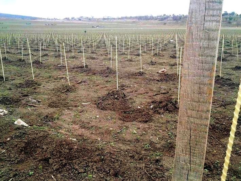 POLYARM - колышки и опоры для растений и цветов. Цены от производителя - <ro>Изображение</ro><ru>Изображение</ru> #5, <ru>Объявление</ru> #1717482