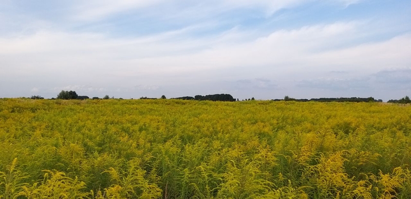 Участок под жилую застройку в Киевской области, село Гоголев - 12 соток - <ro>Изображение</ro><ru>Изображение</ru> #3, <ru>Объявление</ru> #1716717