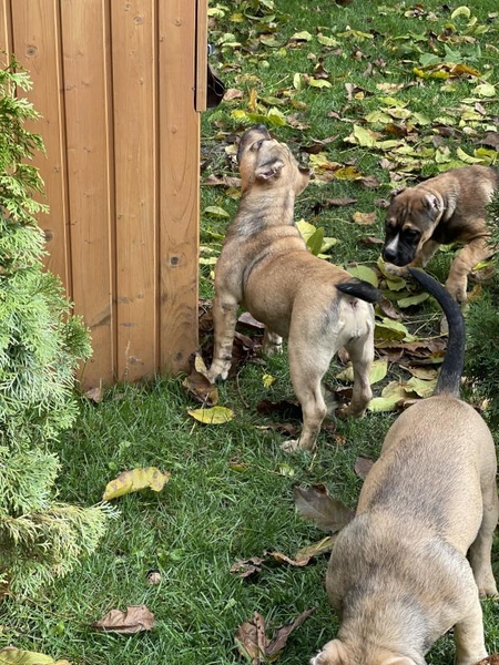 Продаются щенки породы Американский булли, Киев  - <ro>Изображение</ro><ru>Изображение</ru> #1, <ru>Объявление</ru> #1716700