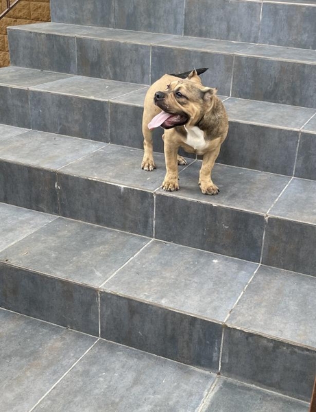 Продаются щенки породы Американский булли, Киев  - <ro>Изображение</ro><ru>Изображение</ru> #2, <ru>Объявление</ru> #1716700