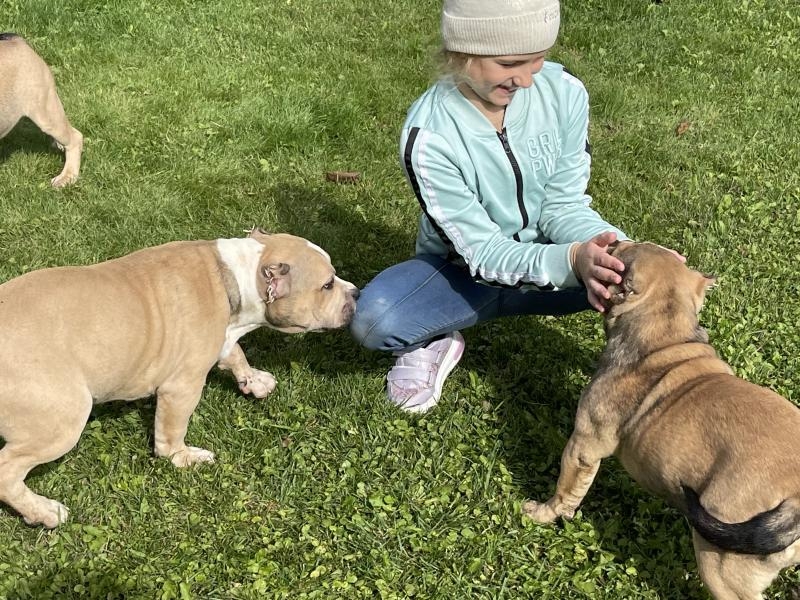 Продаются щенки породы Американский булли, Киев  - <ro>Изображение</ro><ru>Изображение</ru> #3, <ru>Объявление</ru> #1716700