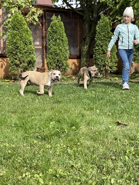 Продаются щенки породы Американский булли, Киев  - <ro>Изображение</ro><ru>Изображение</ru> #4, <ru>Объявление</ru> #1716700