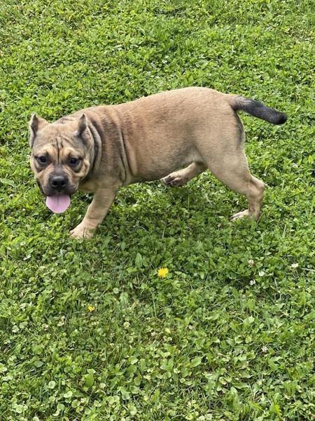 Продаются щенки породы Американский булли, Киев  - <ro>Изображение</ro><ru>Изображение</ru> #5, <ru>Объявление</ru> #1716700