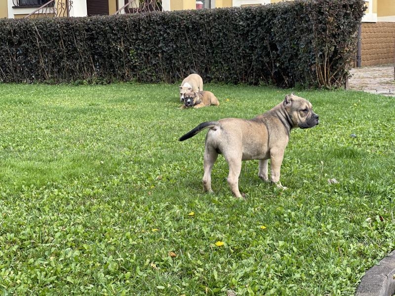 Продаются щенки породы Американский булли, Киев  - <ro>Изображение</ro><ru>Изображение</ru> #6, <ru>Объявление</ru> #1716700