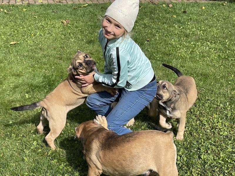 Продаются щенки породы Американский булли, Киев  - <ro>Изображение</ro><ru>Изображение</ru> #7, <ru>Объявление</ru> #1716700