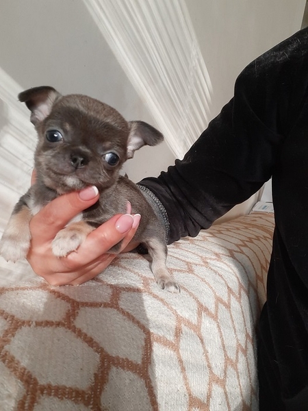 Чихуахуа мальчик, голубого окраса, короткошерстный - <ro>Изображение</ro><ru>Изображение</ru> #1, <ru>Объявление</ru> #1719080