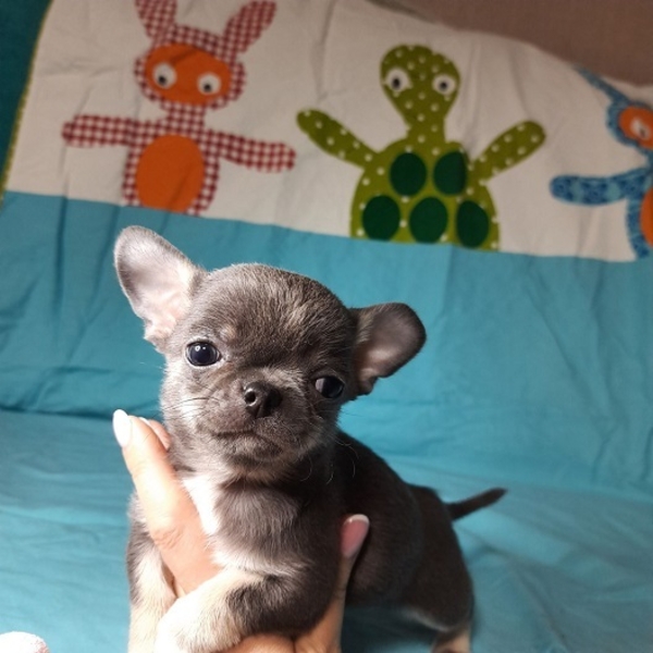 Чихуахуа мальчик, голубого окраса, короткошерстный - <ro>Изображение</ro><ru>Изображение</ru> #4, <ru>Объявление</ru> #1719080