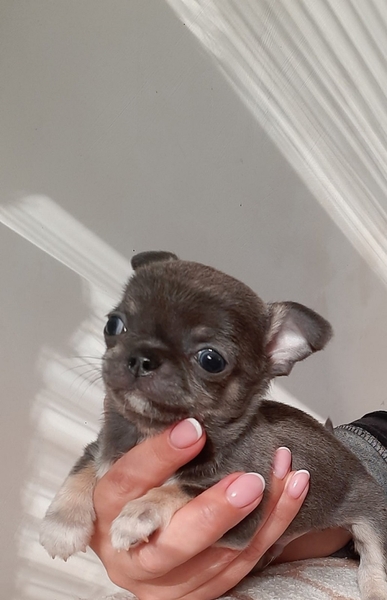 Чихуахуа мальчик, голубого окраса, короткошерстный - <ro>Изображение</ro><ru>Изображение</ru> #5, <ru>Объявление</ru> #1719080