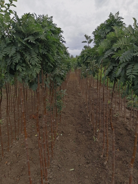 Рябина штамбовая, хенамелис штамбовый, боярышник штамбовый - <ro>Изображение</ro><ru>Изображение</ru> #1, <ru>Объявление</ru> #1718696