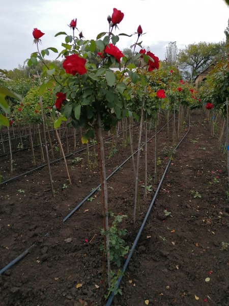 Рябина штамбовая, хенамелис штамбовый, боярышник штамбовый - <ro>Изображение</ro><ru>Изображение</ru> #3, <ru>Объявление</ru> #1718696