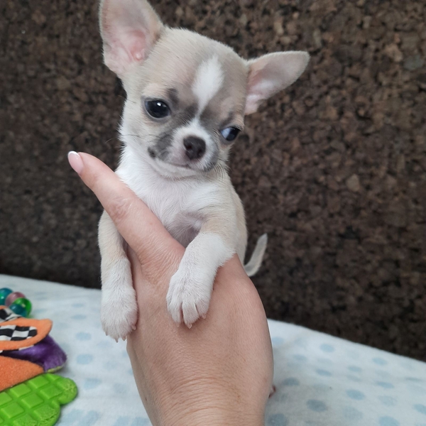 Щенок чихуахуа, мини, короткошерстный - <ro>Изображение</ro><ru>Изображение</ru> #1, <ru>Объявление</ru> #1719500