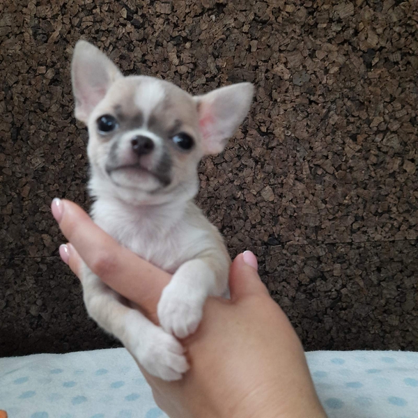 Щенок чихуахуа, мини, короткошерстный - <ro>Изображение</ro><ru>Изображение</ru> #2, <ru>Объявление</ru> #1719500