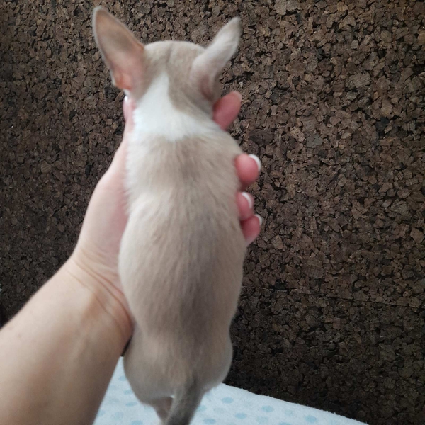 Щенок чихуахуа, мини, короткошерстный - <ro>Изображение</ro><ru>Изображение</ru> #3, <ru>Объявление</ru> #1719500