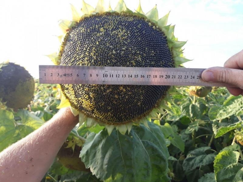 Насіння Соняшника Неймар 110 дн гібрид стійкий до 7 рас вовчку, під гранстар - <ro>Изображение</ro><ru>Изображение</ru> #3, <ru>Объявление</ru> #1719942