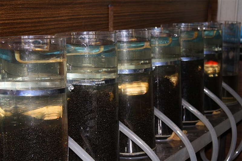 Икра оплодотворенная. Бестер, стерлядь, осетр - <ro>Изображение</ro><ru>Изображение</ru> #4, <ru>Объявление</ru> #1720646