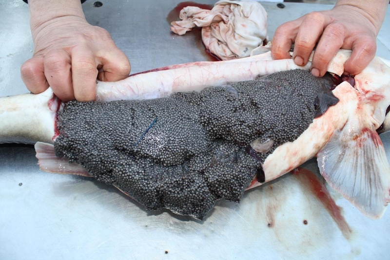 Икра оплодотворенная. Бестер, стерлядь, осетр - <ro>Изображение</ro><ru>Изображение</ru> #6, <ru>Объявление</ru> #1720646