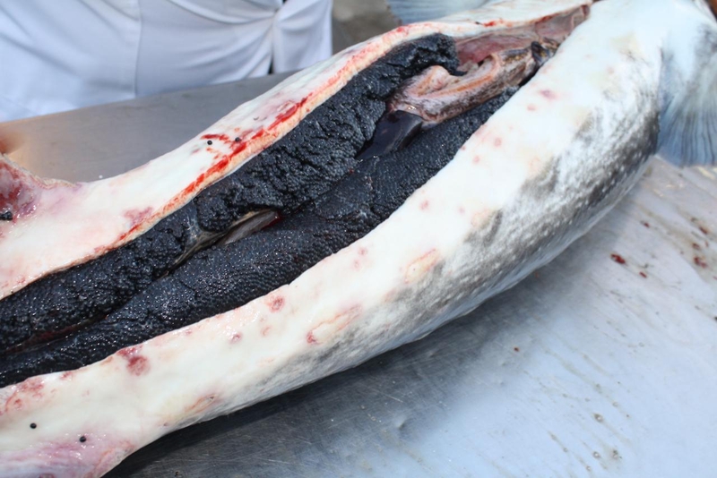 Икра оплодотворенная. Бестер, стерлядь, осетр - <ro>Изображение</ro><ru>Изображение</ru> #7, <ru>Объявление</ru> #1720646