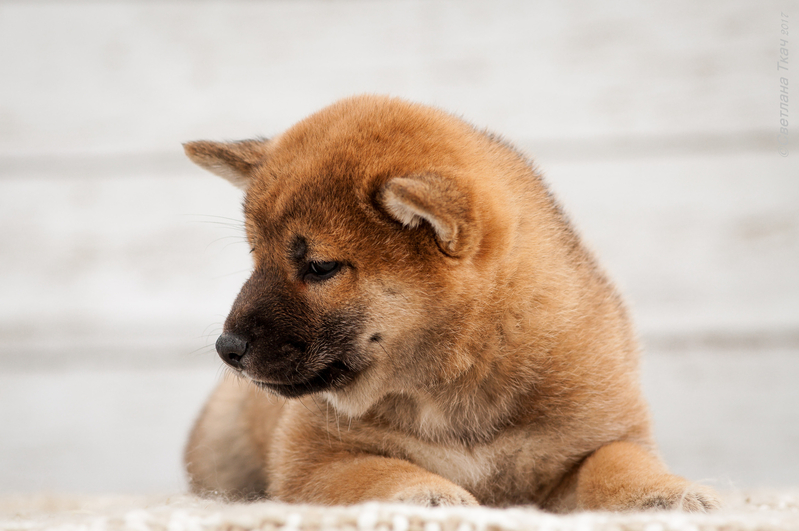 продаються щенки сиба ину(шиба) - <ro>Изображение</ro><ru>Изображение</ru> #1, <ru>Объявление</ru> #1720523