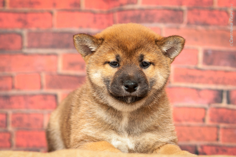 продаються щенки сиба ину(шиба) - <ro>Изображение</ro><ru>Изображение</ru> #3, <ru>Объявление</ru> #1720523