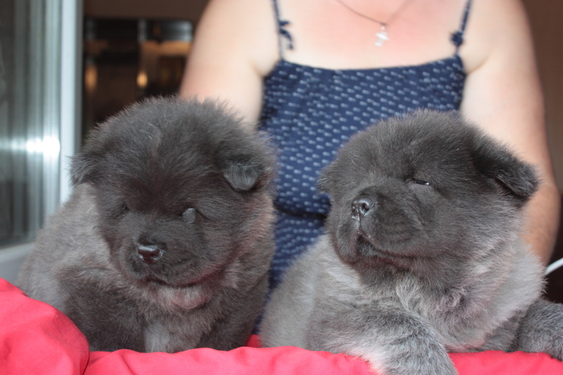 щенки чау чау в  - <ro>Изображение</ro><ru>Изображение</ru> #2, <ru>Объявление</ru> #825139