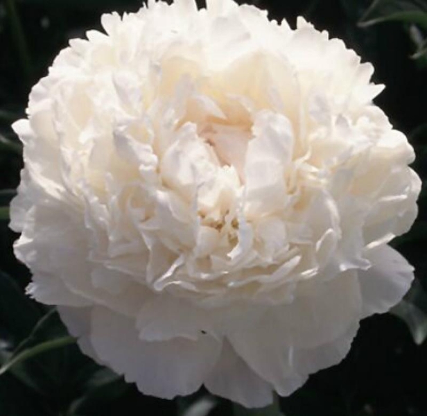 Махровые травянистые пионы из частной коллекции - <ro>Изображение</ro><ru>Изображение</ru> #1, <ru>Объявление</ru> #1725328