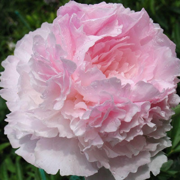 Махровые травянистые пионы из частной коллекции - <ro>Изображение</ro><ru>Изображение</ru> #3, <ru>Объявление</ru> #1725328