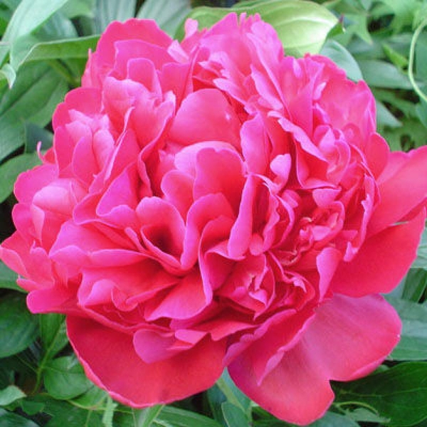 Махровые травянистые пионы из частной коллекции - <ro>Изображение</ro><ru>Изображение</ru> #4, <ru>Объявление</ru> #1725328