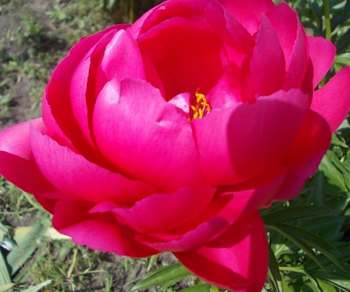 Махровые травянистые пионы из частной коллекции - <ro>Изображение</ro><ru>Изображение</ru> #7, <ru>Объявление</ru> #1725328