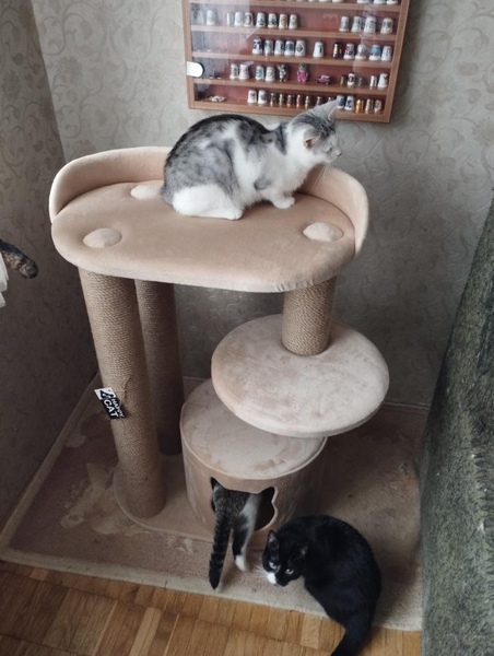 Будиночки для котиків. Царапкі, когтєточкі - <ro>Изображение</ro><ru>Изображение</ru> #4, <ru>Объявление</ru> #1732991