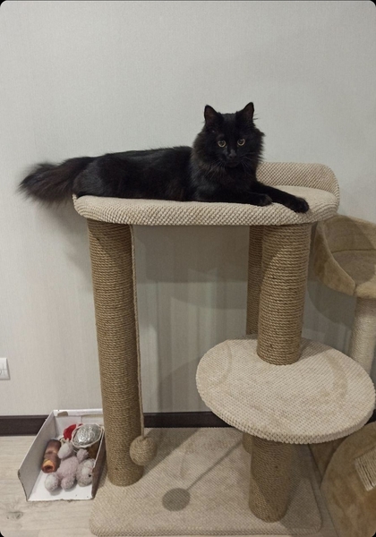 Будиночки для котиків. Царапкі, когтєточкі - <ro>Изображение</ro><ru>Изображение</ru> #5, <ru>Объявление</ru> #1732991