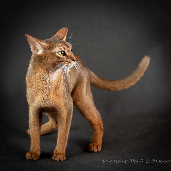 Наші абісини - це саме те, що потрібно Вам - <ro>Изображение</ro><ru>Изображение</ru> #5, <ru>Объявление</ru> #1665095