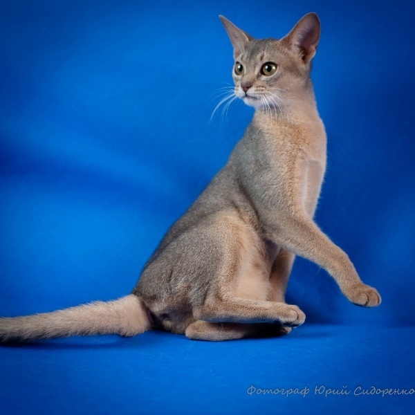 Наші абісини - це саме те, що потрібно Вам - <ro>Изображение</ro><ru>Изображение</ru> #3, <ru>Объявление</ru> #1665095