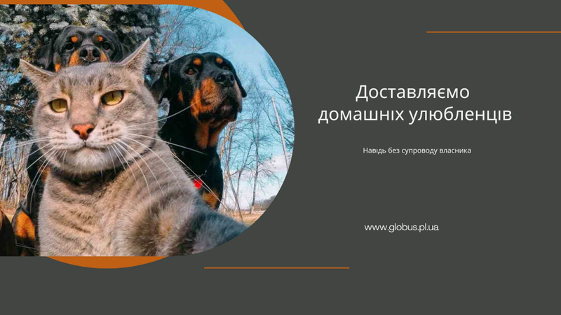 Пасажирські перевезення Україна - Польща - Україна - <ro>Изображение</ro><ru>Изображение</ru> #3, <ru>Объявление</ru> #1734559