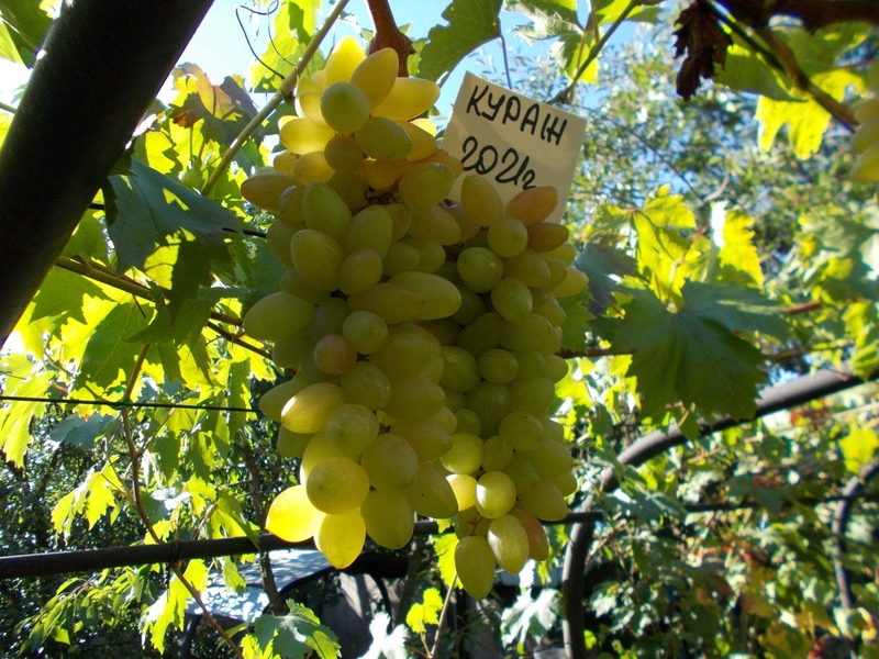 Саджанець винограду столових сортів (Україна) - <ro>Изображение</ro><ru>Изображение</ru> #1, <ru>Объявление</ru> #1688359