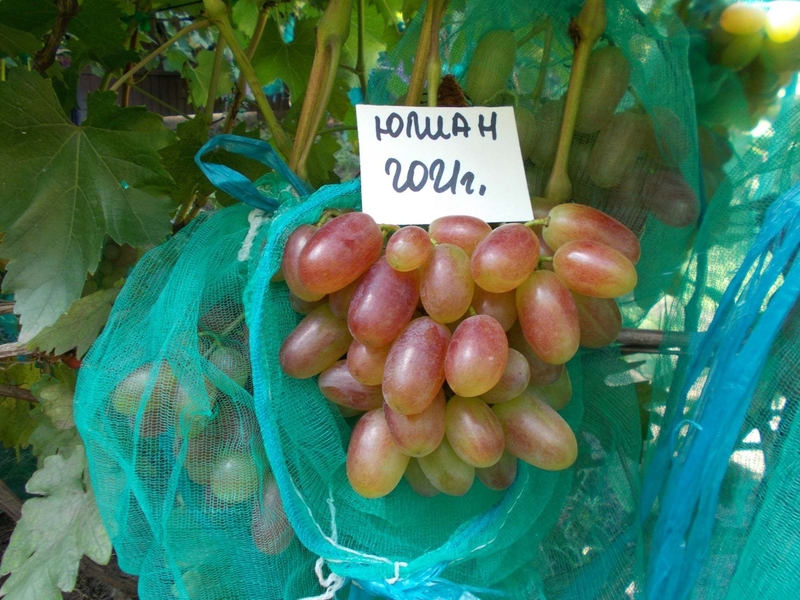 Саджанець винограду столових сортів (Україна) - <ro>Изображение</ro><ru>Изображение</ru> #2, <ru>Объявление</ru> #1688359
