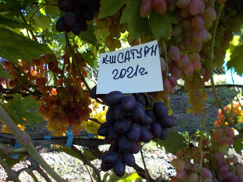 Саджанець винограду столових сортів (Україна) - <ro>Изображение</ro><ru>Изображение</ru> #5, <ru>Объявление</ru> #1688359