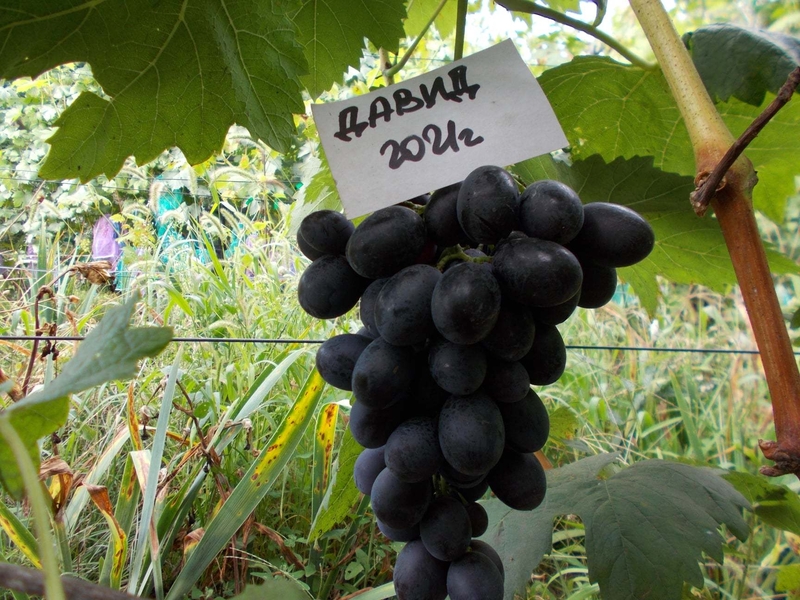 Саджанець винограду столових сортів (Україна) - <ro>Изображение</ro><ru>Изображение</ru> #7, <ru>Объявление</ru> #1688359