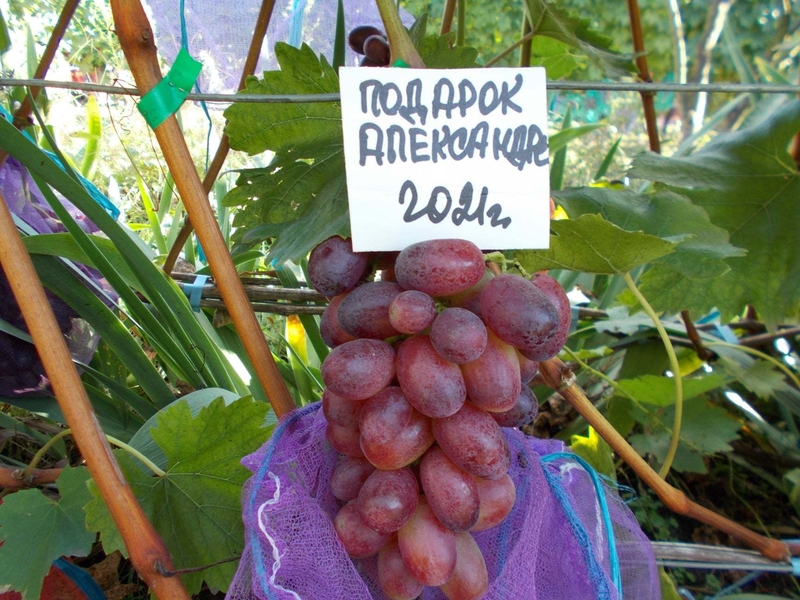 Саджанець винограду столових сортів (Україна) - <ro>Изображение</ro><ru>Изображение</ru> #8, <ru>Объявление</ru> #1688359