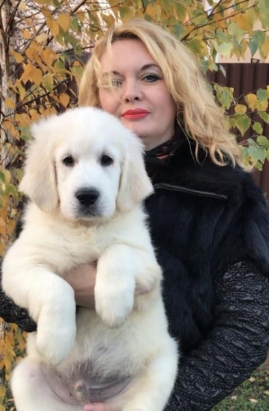 Ретрівера золотистого щенята Ot Bahur - <ro>Изображение</ro><ru>Изображение</ru> #1, <ru>Объявление</ru> #1740795