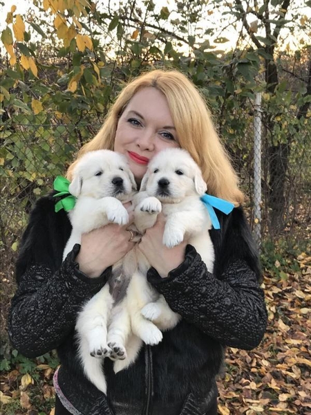 Ретрівера золотистого щенята Ot Bahur - <ro>Изображение</ro><ru>Изображение</ru> #5, <ru>Объявление</ru> #1740795