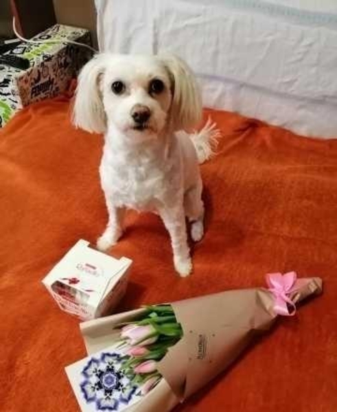 Стрижка, Груминг, мелких пород собак и котиков с выездом на дом Дарницкий р-н - <ro>Изображение</ro><ru>Изображение</ru> #1, <ru>Объявление</ru> #1740826