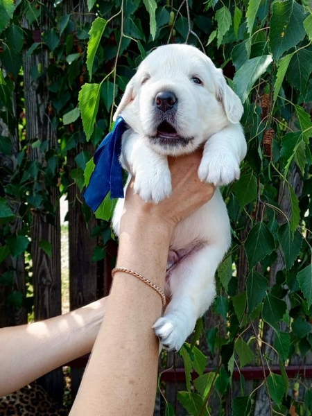 Щенки золотистого ретривера От Бахур - <ro>Изображение</ro><ru>Изображение</ru> #3, <ru>Объявление</ru> #1745110