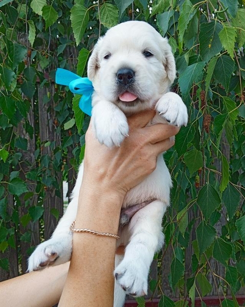 Щенки золотистого ретривера От Бахур - <ro>Изображение</ro><ru>Изображение</ru> #4, <ru>Объявление</ru> #1745110