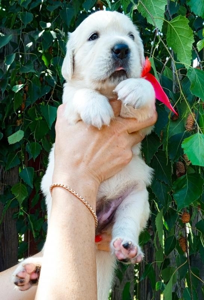 Щенки золотистого ретривера От Бахур - <ro>Изображение</ro><ru>Изображение</ru> #5, <ru>Объявление</ru> #1745110