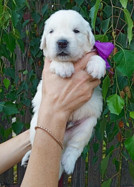 Щенки золотистого ретривера От Бахур - <ro>Изображение</ro><ru>Изображение</ru> #6, <ru>Объявление</ru> #1745110