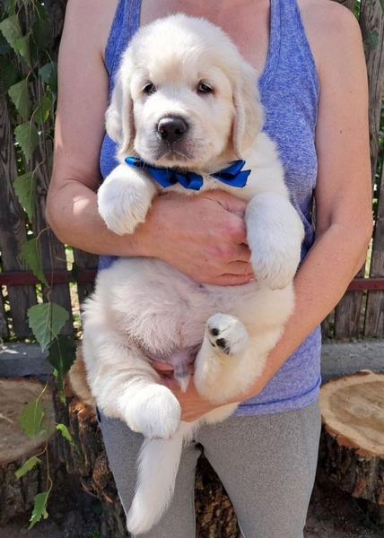 Золотистого ретрівера цуценята Ot Bahur - <ro>Изображение</ro><ru>Изображение</ru> #5, <ru>Объявление</ru> #1745476