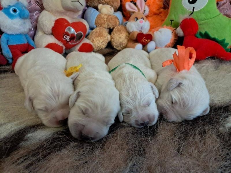 Цуценята золотистого ретрівера Ot Bahur - <ro>Изображение</ro><ru>Изображение</ru> #3, <ru>Объявление</ru> #1747956