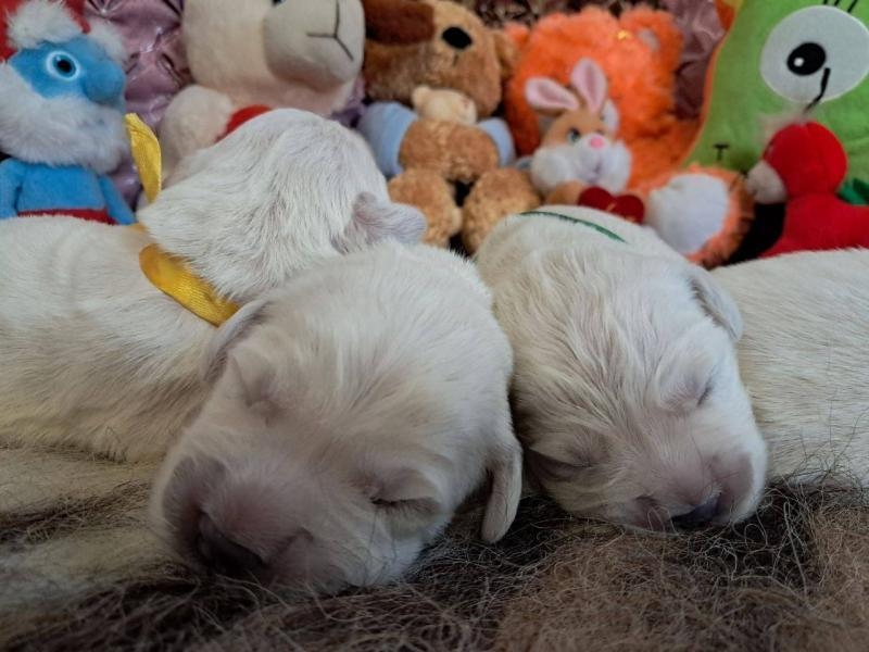 Цуценята золотистого ретрівера Ot Bahur - <ro>Изображение</ro><ru>Изображение</ru> #4, <ru>Объявление</ru> #1747956