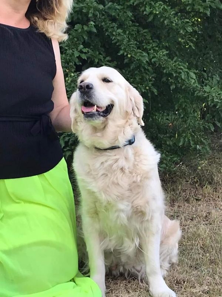 Цуценята золотистого ретрівера Ot Bahur - <ro>Изображение</ro><ru>Изображение</ru> #5, <ru>Объявление</ru> #1747956