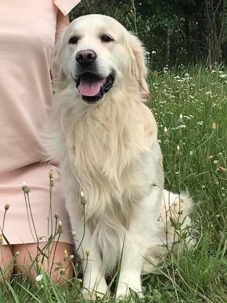 Цуценята золотистого ретрівера Ot Bahur - <ro>Изображение</ro><ru>Изображение</ru> #7, <ru>Объявление</ru> #1747956